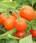 Photo des tomates l'espèce Punto7 F1