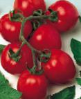 Foto Los tomates variedad Dual ehrli F1