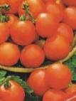 Foto Los tomates variedad Lyuban