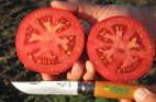 Foto Los tomates variedad Petro F1