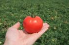 Photo des tomates l'espèce Kenan F1 