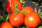 Foto Los tomates variedad Gektor F1 