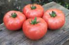 Photo des tomates l'espèce TEKh 2721 F1