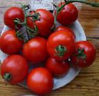 Photo des tomates l'espèce Dzhampakt F1