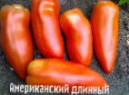 Foto Los tomates variedad Amerikanskijj dlinnyjj