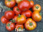 Foto Los tomates variedad Granat