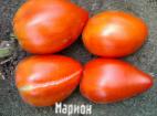 foto I pomodori la cultivar Marion