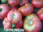 Photo Tomatoes grade Rannyaya lyubov