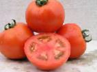 Photo des tomates l'espèce Lamantin F1