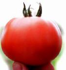 Photo des tomates l'espèce Lenor F1