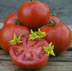 Photo des tomates l'espèce Orko F1