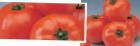 Foto Los tomates variedad Ehrato F1