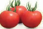 Photo Tomatoes grade Silueht F1