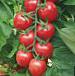 foto I pomodori la cultivar Cherri Likopa F1