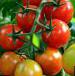 Foto Los tomates variedad Forte Mare F1