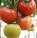 foto I pomodori la cultivar Nirit F1