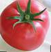 Photo des tomates l'espèce Mamula F1