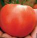 Photo Tomatoes grade Tveriya F1