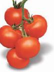 Photo Tomatoes grade Astona F1
