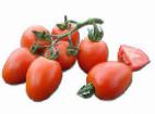 foto I pomodori la cultivar Piza F1