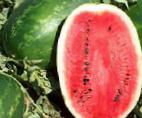 Foto Wassermelone klasse Dukato F1