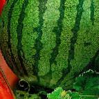 Photo Watermelon grade Malinovyjj sladkijj
