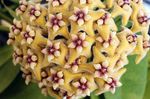Foto Hoya, Brautstrauß, Madagaskar Jasmin, Wachsblume, Blume Chaplet, Floradora, Hawaiische Hochzeit Blume Merkmale