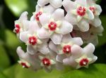 Foto Hoya, Brautstrauß, Madagaskar Jasmin, Wachsblume, Blume Chaplet, Floradora, Hawaiische Hochzeit Blume Merkmale