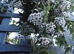 foto Hoya, Bridal Bouquet, Madagascar Jasmine, Wax Flower, Chaplet Flower, Floradora, Hawaiian Wedding Flower pendurado planta , branco