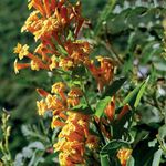 Photo des fleurs en pot Cestrum des arbustes , orange
