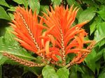 Photo Zebra Plant, Orange Shrimp plant characteristics