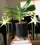 fotografie Flori de Casa Orhidee Cometa, Steaua Din Betleem Orhidee planta erbacee (Angraecum), alb