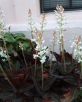Foto Topfblumen Juwel Orchidee grasig (Ludisia), weiß