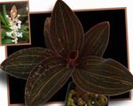 fotoğraf Evin çiçekler Mücevher Orkide otsu bir bitkidir (Ludisia), beyaz