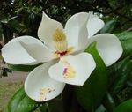 Photo Magnolia characteristics