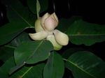 Foto Topfblumen Magnolie bäume (Magnolia), weiß