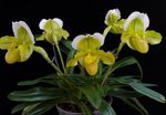 სურათი სახლი ყვავილები Slipper Orchids ბალახოვანი მცენარე (Paphiopedilum), ყვითელი