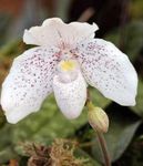 Photo Slipper Orchids characteristics