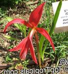 Photo Aztec Lily, Jacobean Lily, Orchid Lily characteristics