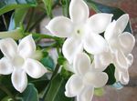 Photo Bridal Bouquet, Madagascar Jasmine, Wax flower, Chaplet flower, Floradora, Hawaiian Wedding flower characteristics