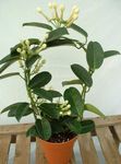 Foto Brautstrauß, Madagaskar Jasmin, Wachsblume, Blume Chaplet, Floradora, Hawaiische Hochzeit Blume liane (Stephanotis), weiß