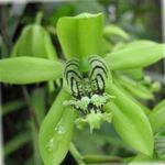 Photo House Flowers Coelogyne herbaceous plant , green