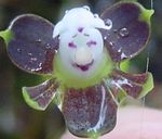 Photo Buttonhole Orchid characteristics