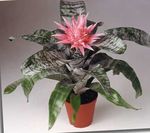 Photo Silver Vase, Urn Plant, Queen of the Bromeliads characteristics