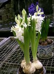 Photo Hyacinth characteristics