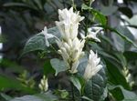 fénykép Ház Virágok Fehér Gyertya, Whitefieldia, Withfieldia, Whitefeldia cserje (Whitfieldia), fehér