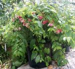 Foto Hus Blomster Rangoon Slyngplante liana (Quisqualis), rød