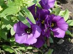Photo Texas Bluebell, Lisianthus, Tulip Gentian characteristics