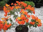 Photo Marmalade Bush, Orange Browallia, Firebush characteristics