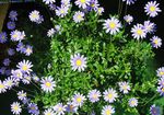 foto Huis Bloemen Blauw Madeliefje kruidachtige plant (Felicia amelloides), lichtblauw